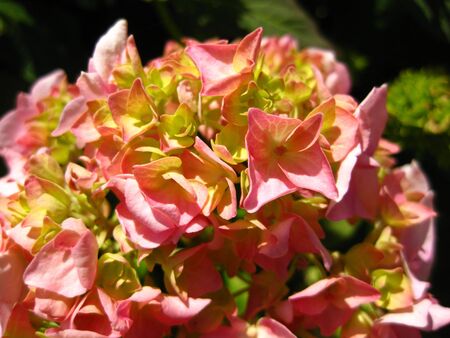 Pink hydrangea