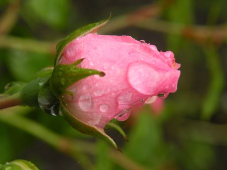 rosebud with raindropsの写真素材