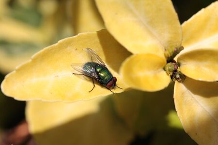 fly on leafの写真素材