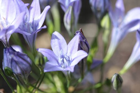 Triteleia tripletlilies and waspの写真素材