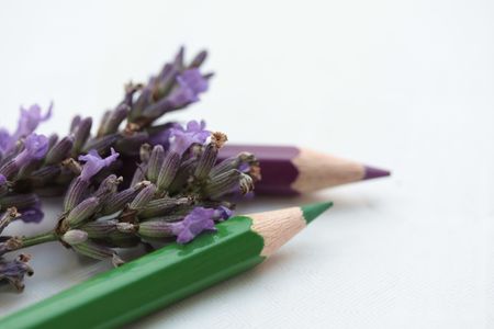 Drawing lavenderの写真素材