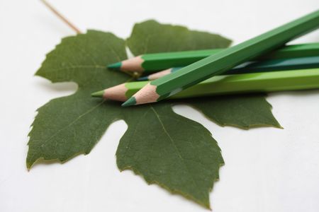 Drawing a grape leafの写真素材