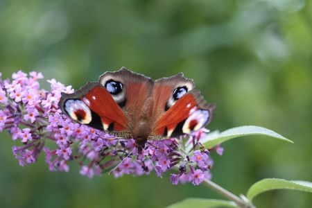 Peacock butterfly on summer lilacの写真素材