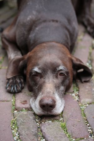 german shorthaired pointer の写真素材