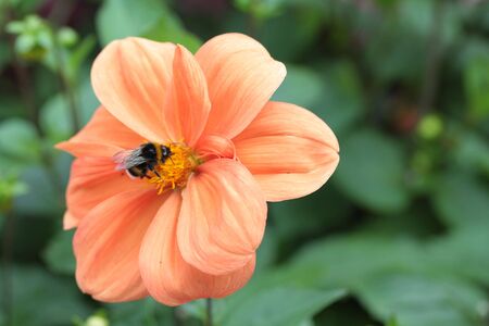 Orange dahlia