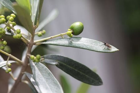 Olive treeの写真素材