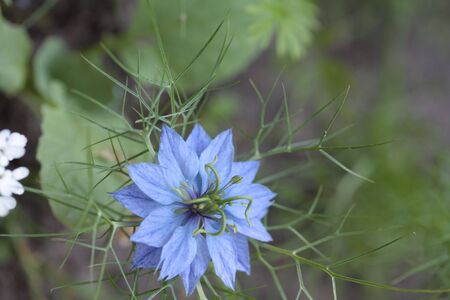 blue nigella damascena Love-in-a-mistの写真素材