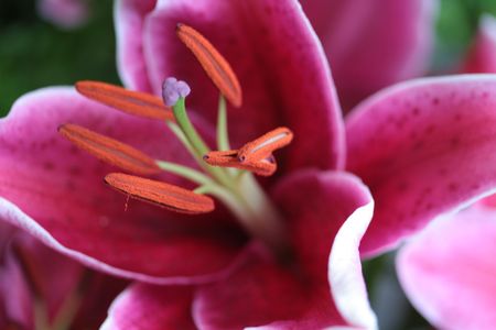 Tiger lilyの写真素材