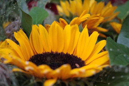 Sunflower in close upの写真素材