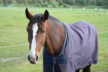 A beautiful brown horse in a meadowの写真素材