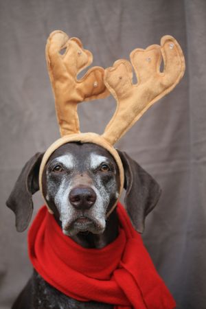 A german shorthaired pointer with additional reindeer hornsの写真素材