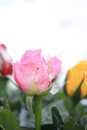 Small snow crystals on a pink roseの写真素材