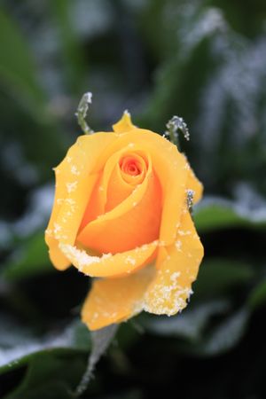 Small snow crystals on a yellow roseの写真素材