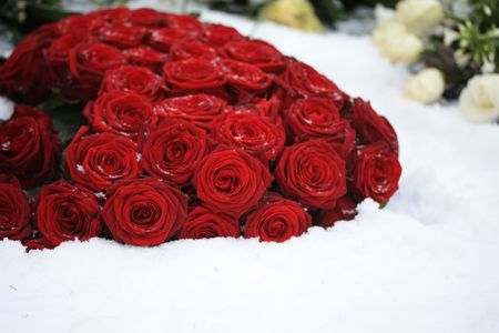A bouquet of red roses in the snowの写真素材