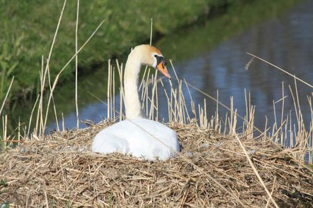 A swan mother on her nestの写真素材