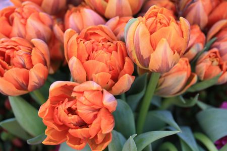 Floral arrangement of orange parrot tulips in a flower paradeの写真素材