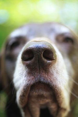 the nose of a senior german shorthaired pointer in extreme close upの写真素材