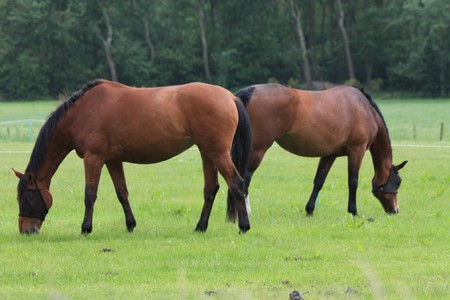 two beautiful brown horses in a meadowの写真素材