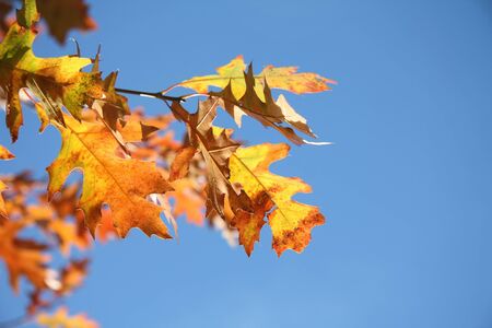An autumn branch with yellow and orange leaves on a clear blue sky