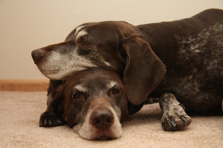 Two senior female german shorthaired pointers, using eachother as pillowの写真素材