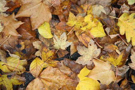 Fall Foliage in brown and yellow, typical autumn colors