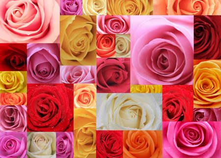An XXL collage made of 31 imacro images of roses の写真素材