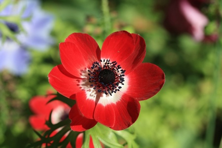 A close up of a red anemone in full sunlightの写真素材