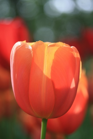 Close up of an orange and yellow tulip in the sunlightの写真素材