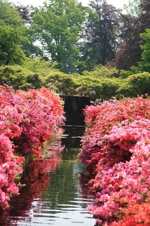 A see through in a park with various rhododendron colorsの写真素材