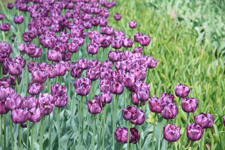 A group of purple tulips in a fieldの写真素材