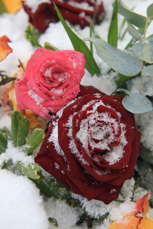 A red and pink rose in the snowの写真素材