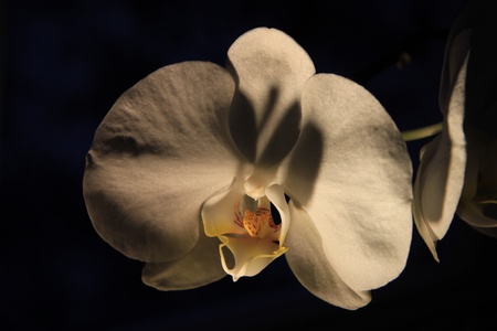 White phalaenopsis orchid in the spotlight against dark backgroundの写真素材