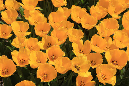 Yellow tulips on a field, flower industry in Holland
