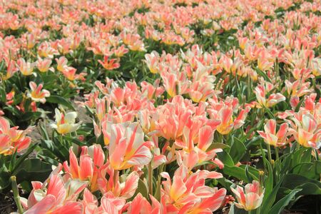 Pink yellow tulips on a field, Dutch flower bulb industryの写真素材