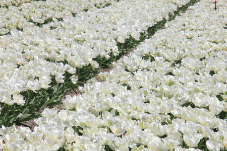 White tulips on a field, flower bulb industryの写真素材