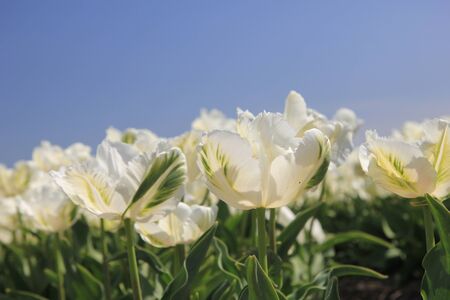 White tulips on a field, flower bulb industryの写真素材
