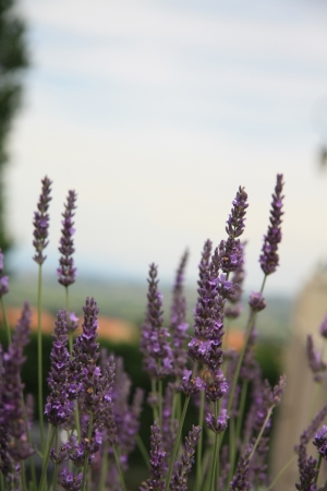 Lavender plant, growing in the Provence, Franceの写真素材