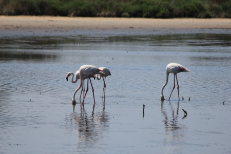 Colony of wild flamingos in the Camargue, Franceの写真素材