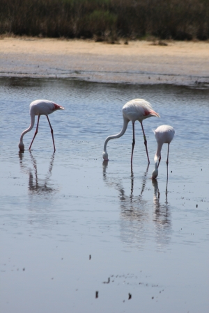 Colony of wild flamingos in the Camargue, Franceの写真素材