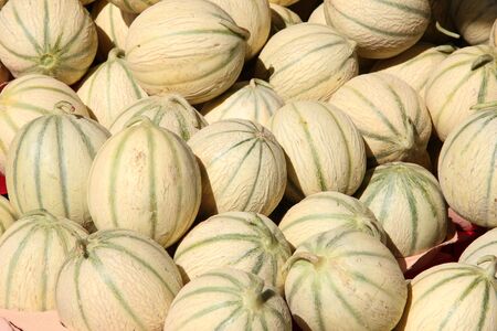 Big fresh melons at a Provencal market in Franceの写真素材