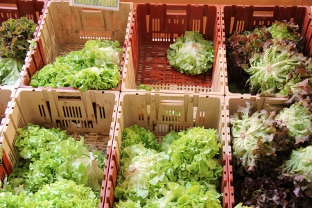 Various sorts of lettuce at a French marketの写真素材