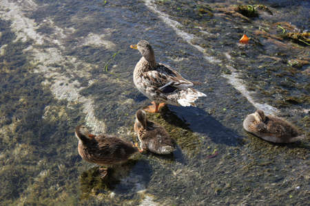 Mother and her ducklings enjoying a swim in the sun