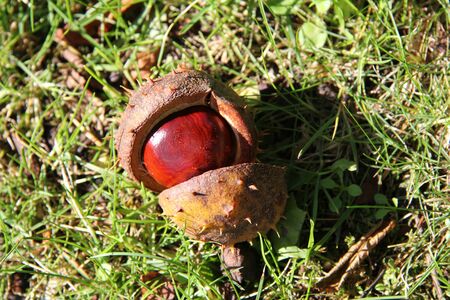 Fresh chestnut in late afternoon autumn sun