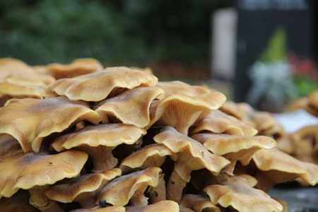 Group of mushrooms in a forest in early afternoon sunの写真素材