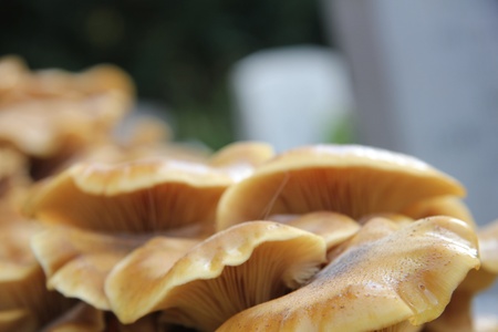 Close up of a group of mushrooms in a forestの写真素材