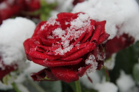 Red rose, covered with fresh snowflakesの写真素材