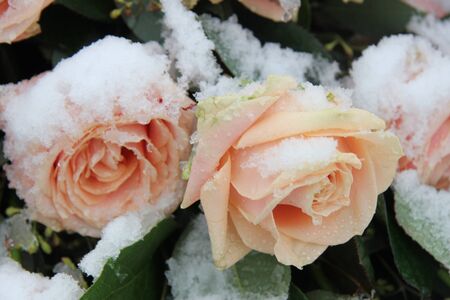 Big pink roses, covered with fresh snowの写真素材
