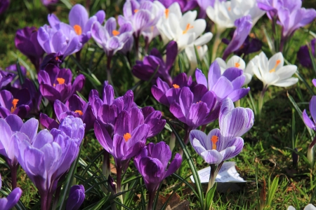 Crocuses in various shades of purple and white in a field Crocuses in various shades of purple and white in a field