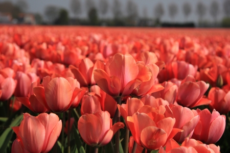 Pink tulips growing on a field, flower industry