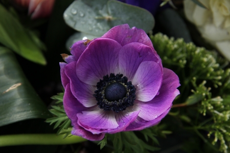 Bridal bouquet: anemones in different shades of pink and purpleの写真素材